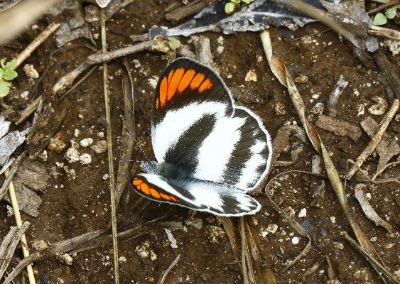 Colotis euippe complexivus